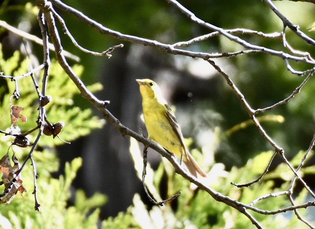Western Tanager - ML620115924