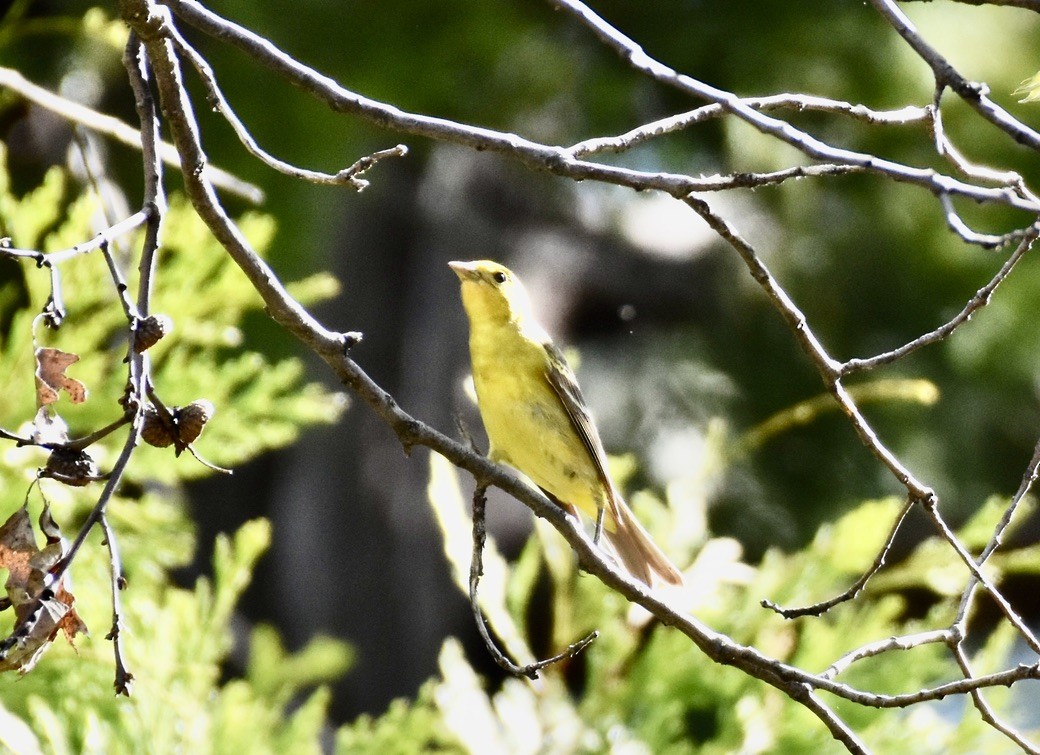 Piranga Carirroja - ML620115924