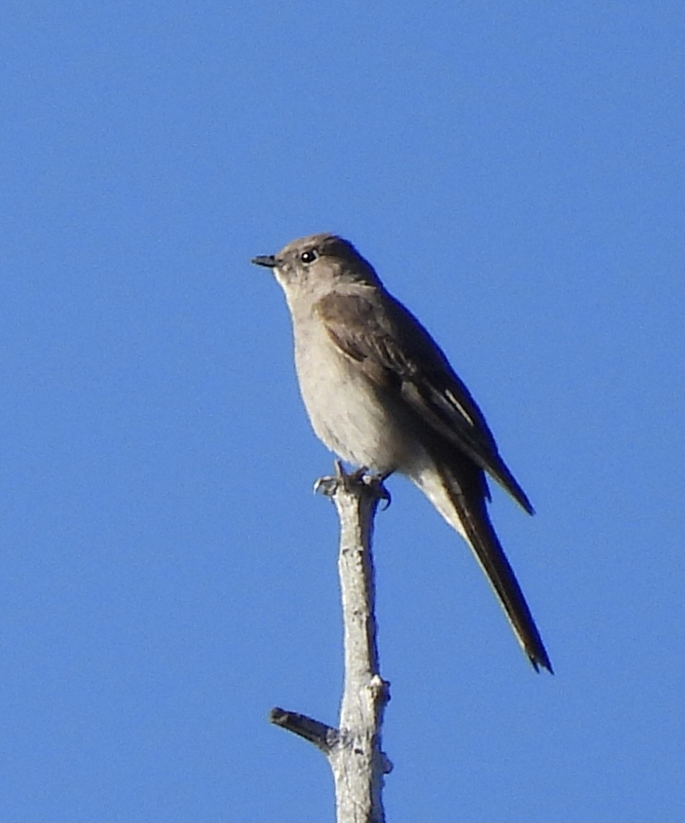 Townsend's Solitaire - ML620115932