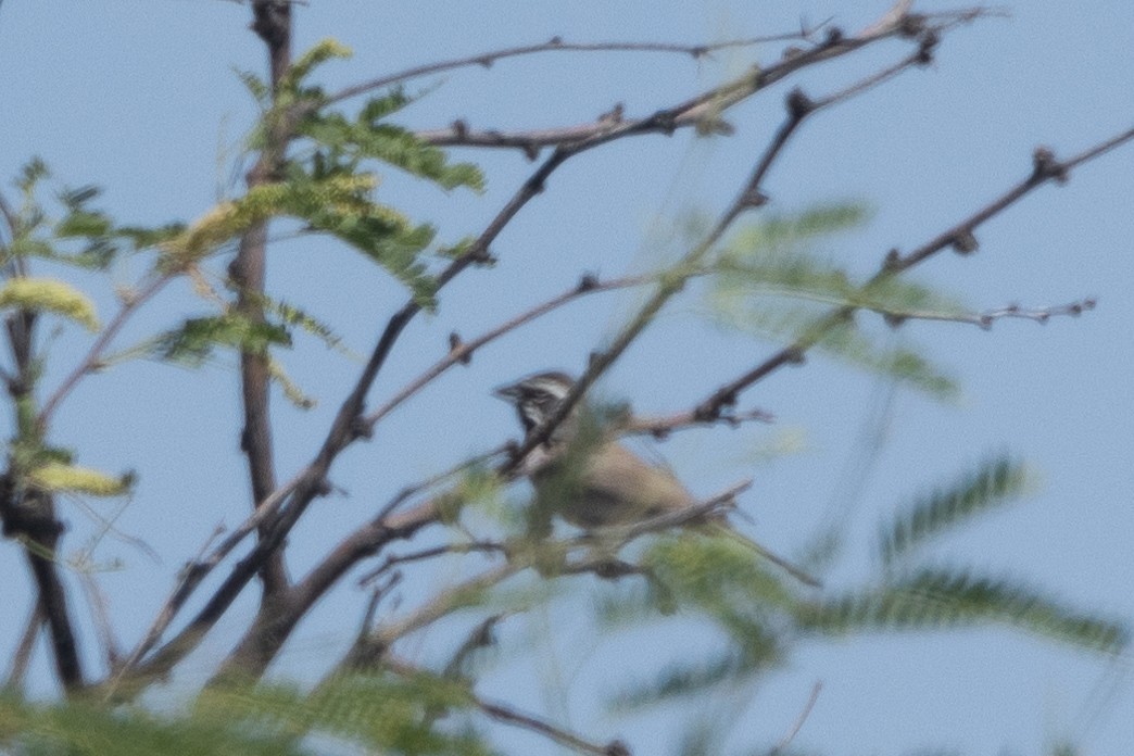 Black-throated Sparrow - ML620115933
