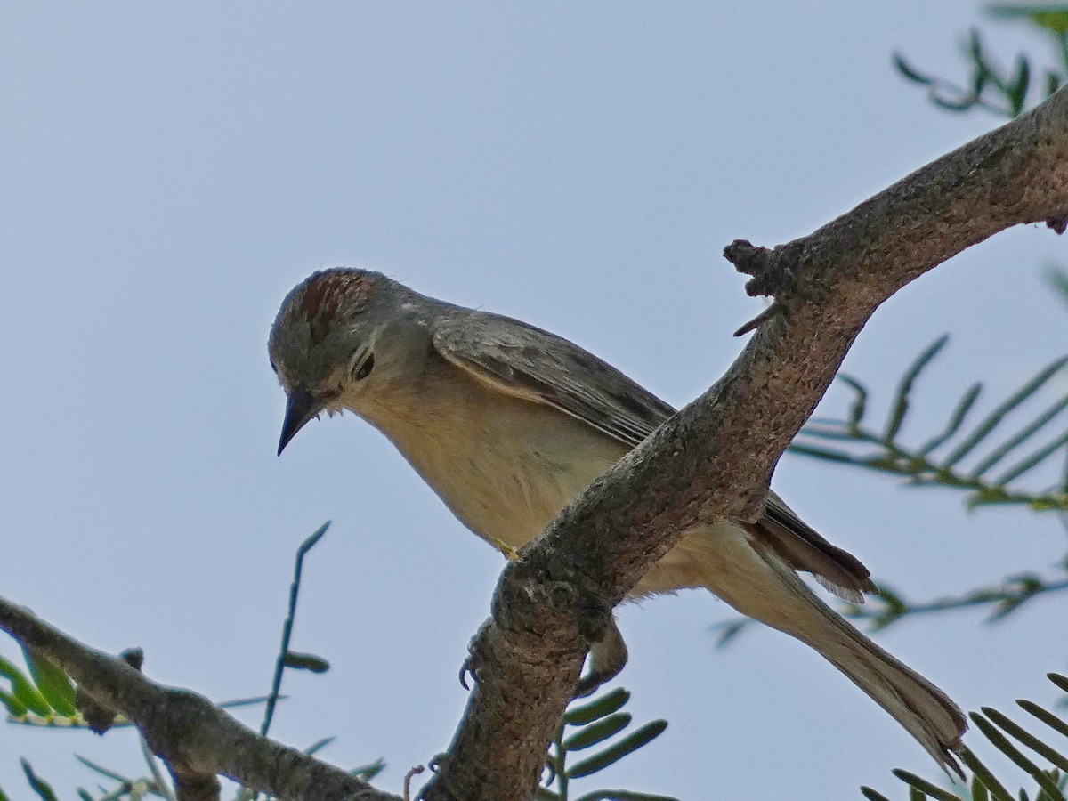 Rotbürzel-Waldsänger - ML620115942