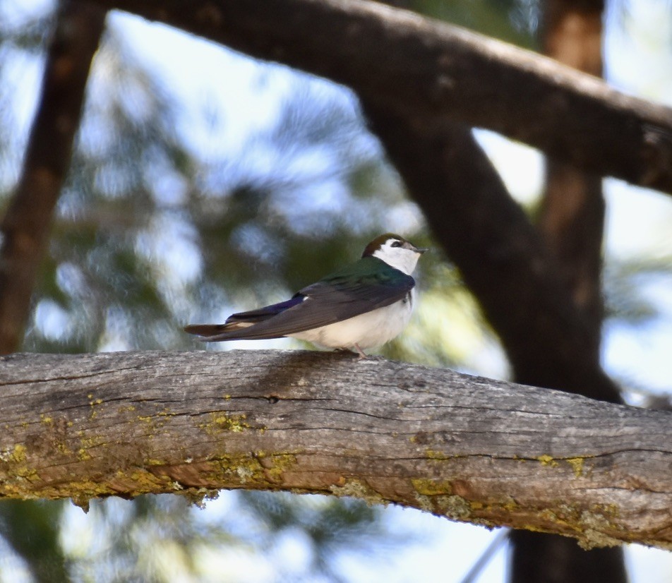 Violet-green Swallow - ML620115950