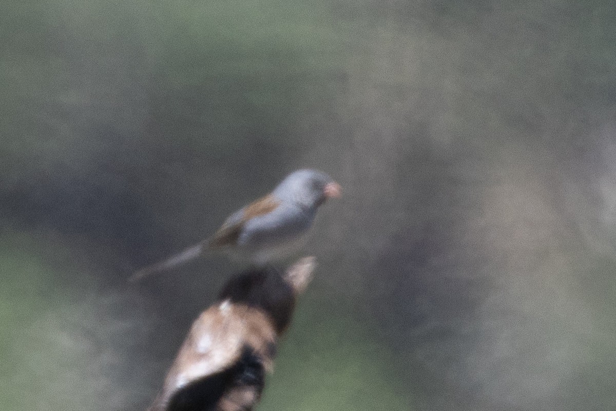 Black-chinned Sparrow - ML620115951