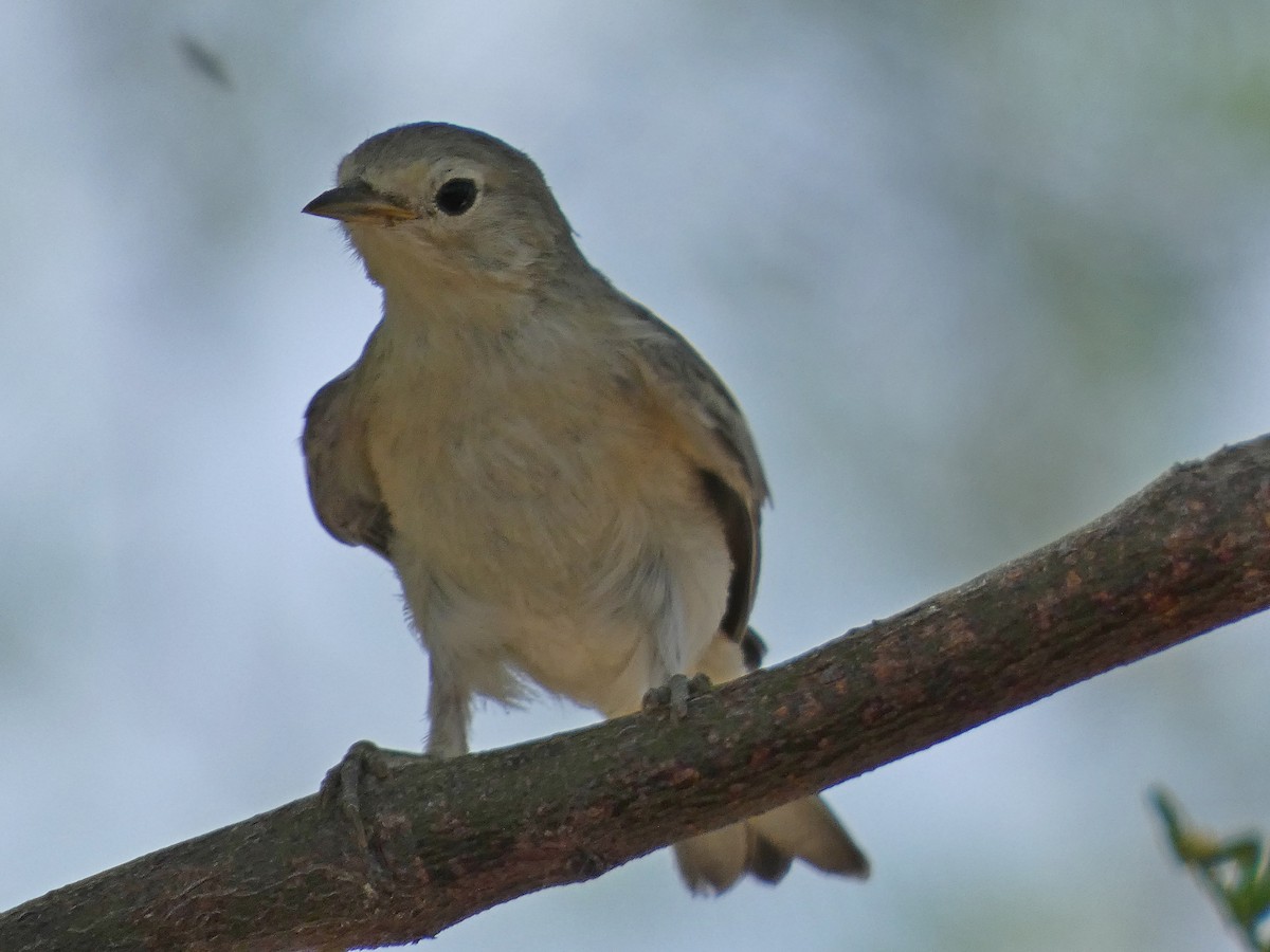 Lucy's Warbler - ML620115954