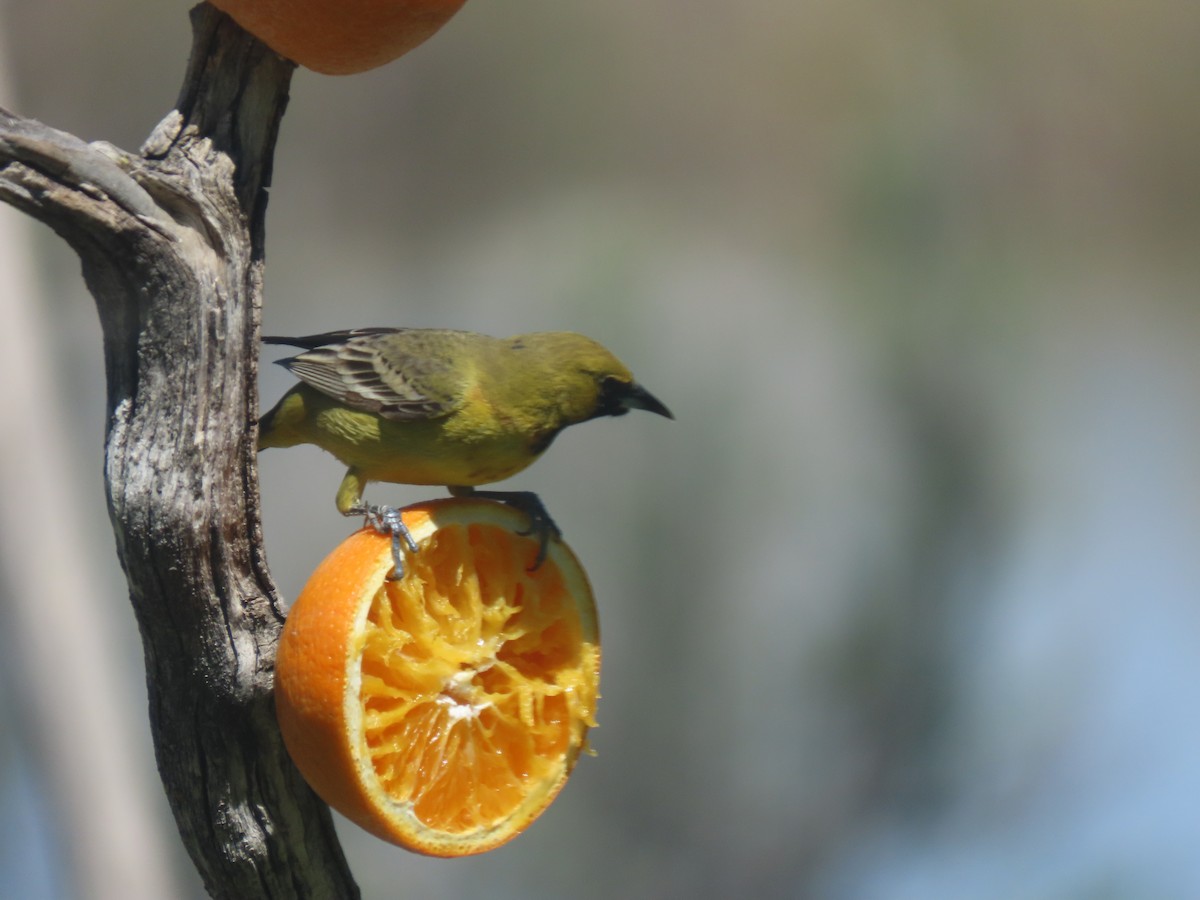 Orchard Oriole - ML620115955