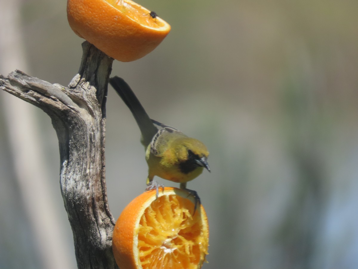 Orchard Oriole - ML620115961
