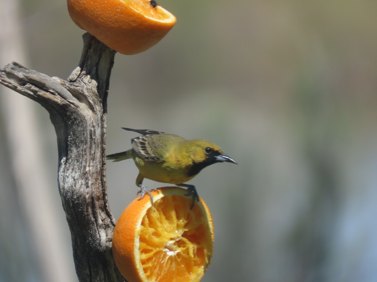 Orchard Oriole - ML620115964