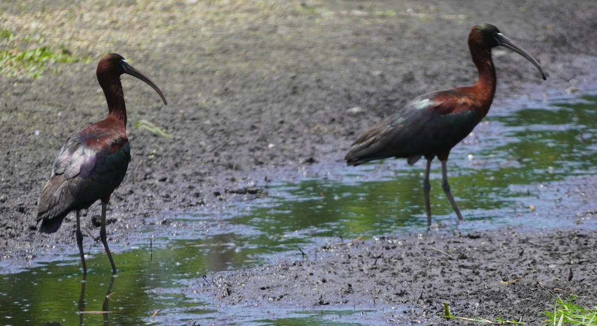 ibis hnědý - ML620115970