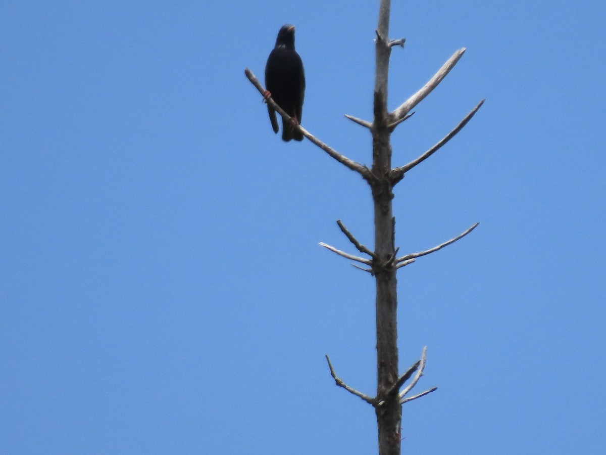 American Crow - ML620115972