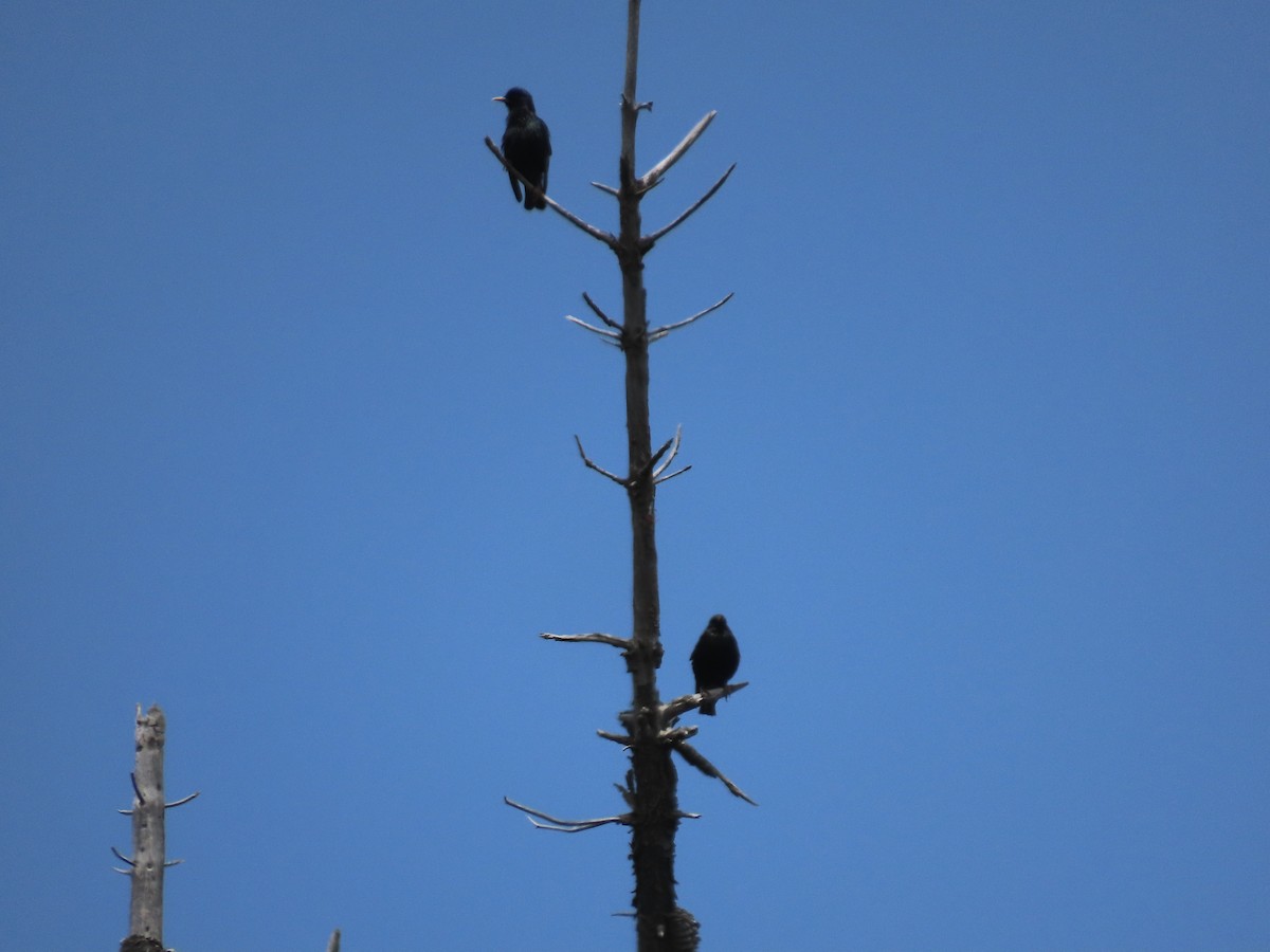 American Crow - ML620115973