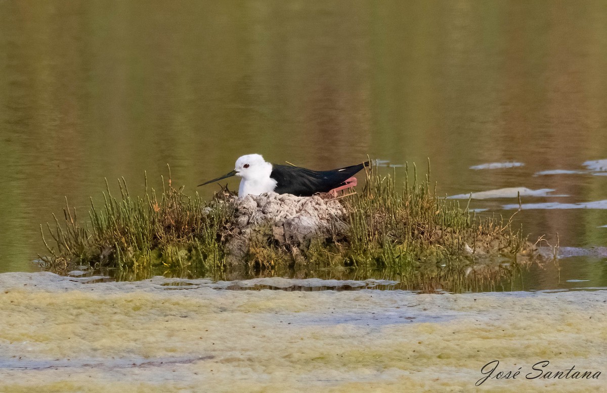 Black-winged Stilt - ML620115975