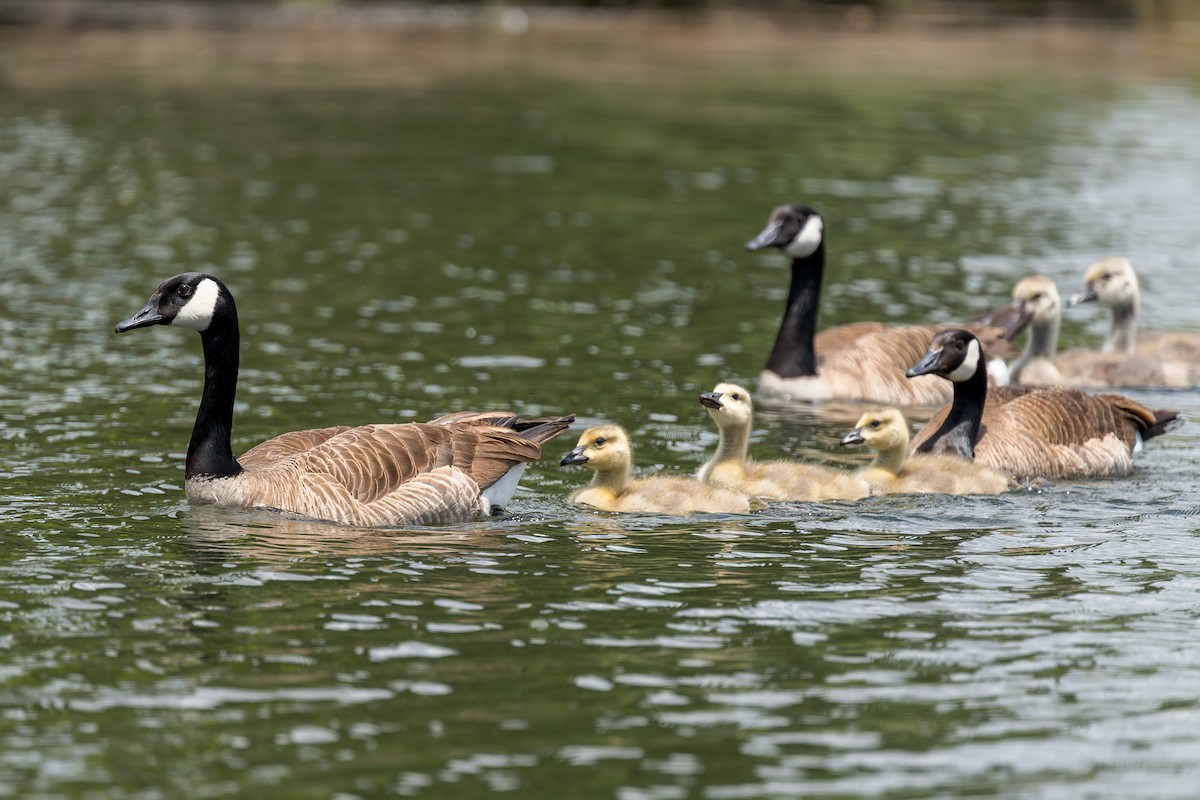 Canada Goose - ML620115976