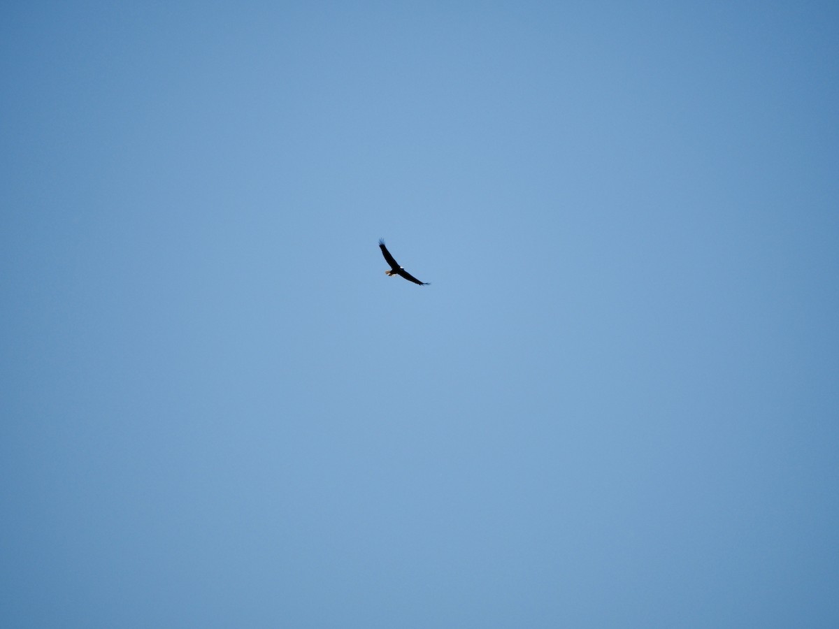 Белоголовый орлан - ML620115983