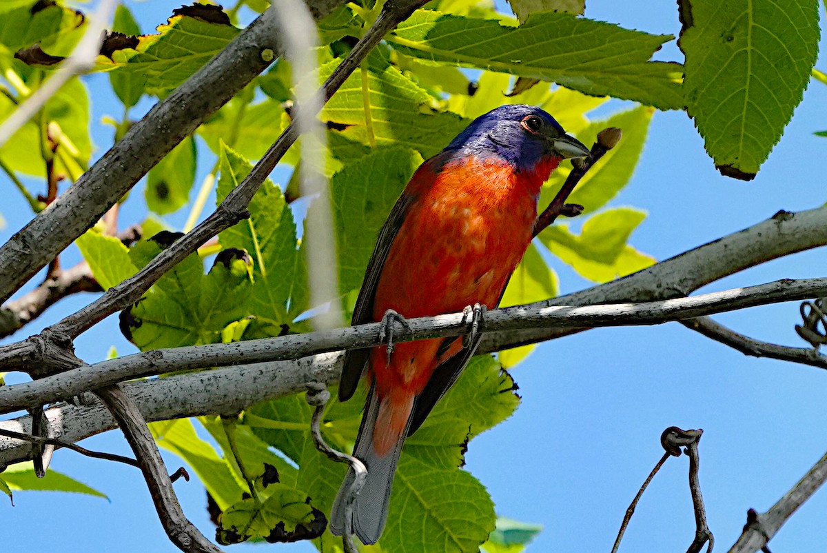 Painted Bunting - ML620115986