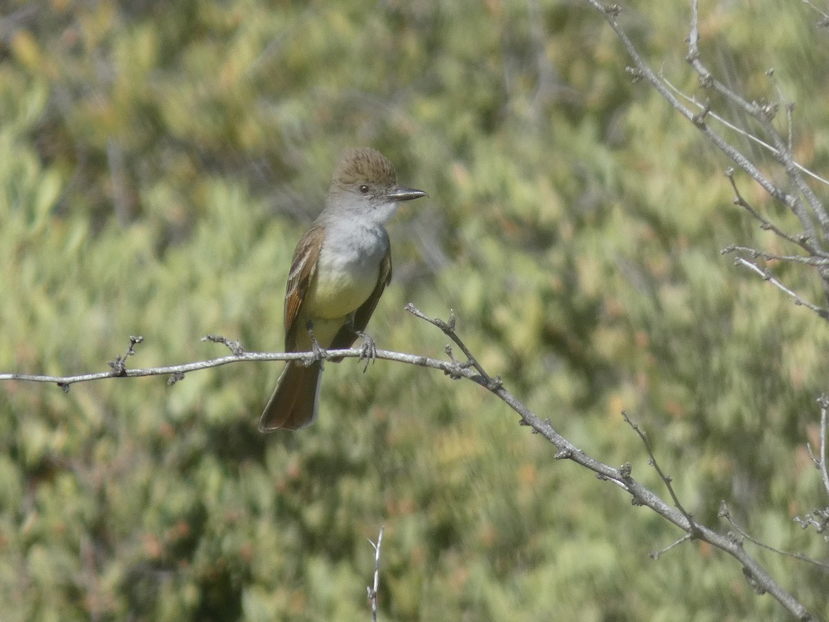 Ash-throated Flycatcher - ML620115987