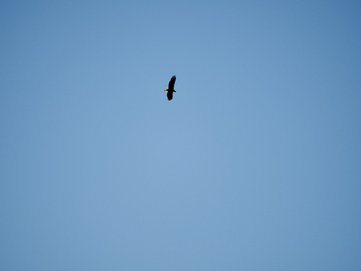 Белоголовый орлан - ML620115988