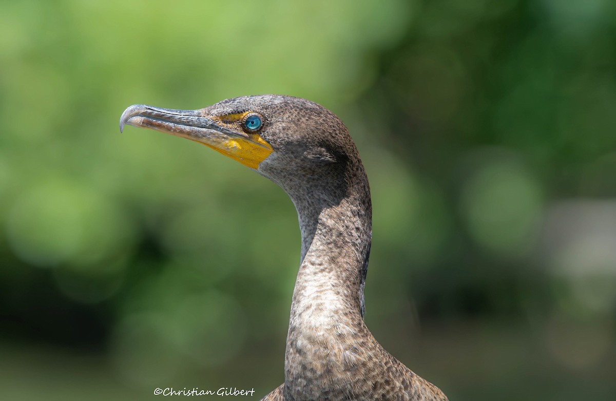 Cormoran à aigrettes - ML620115995