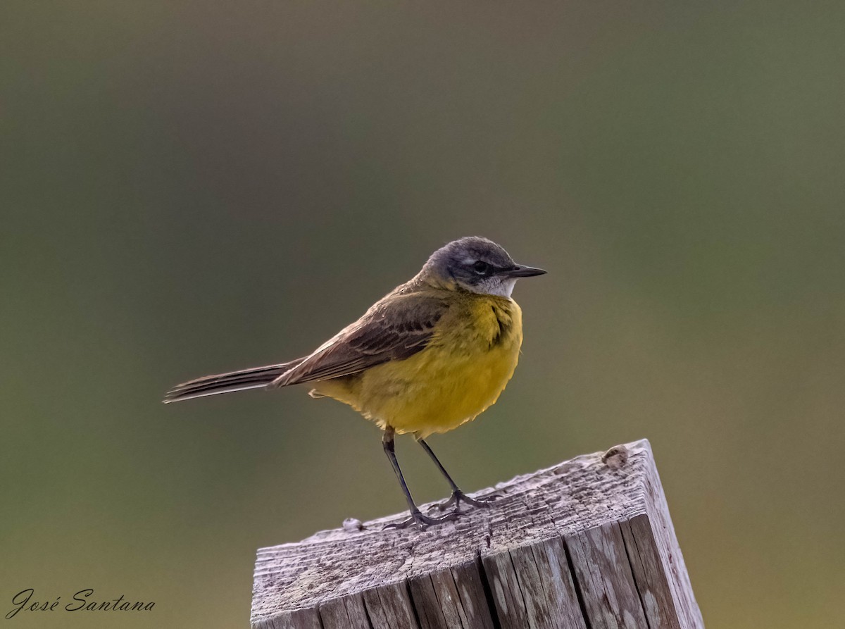 Western Yellow Wagtail - ML620116016