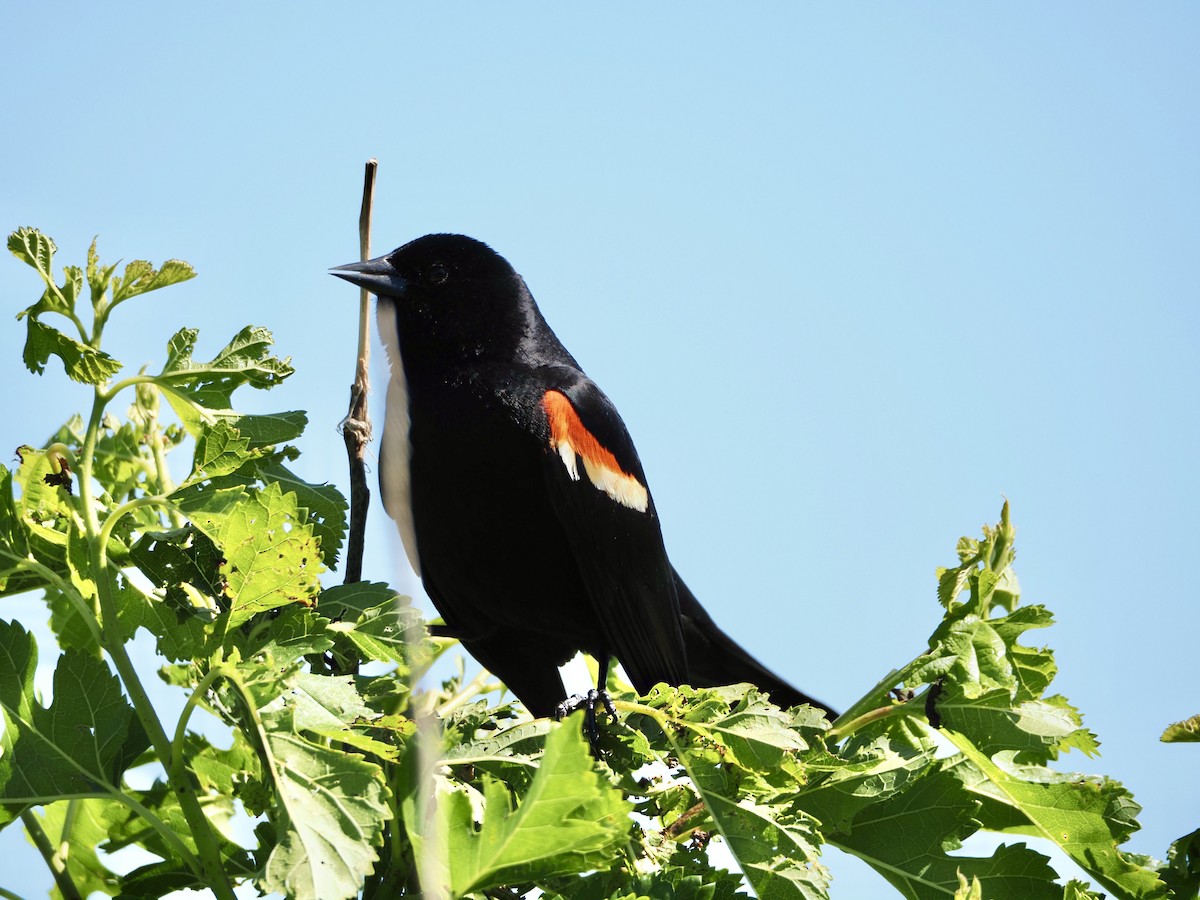 Red-winged Blackbird - Thomas Boe