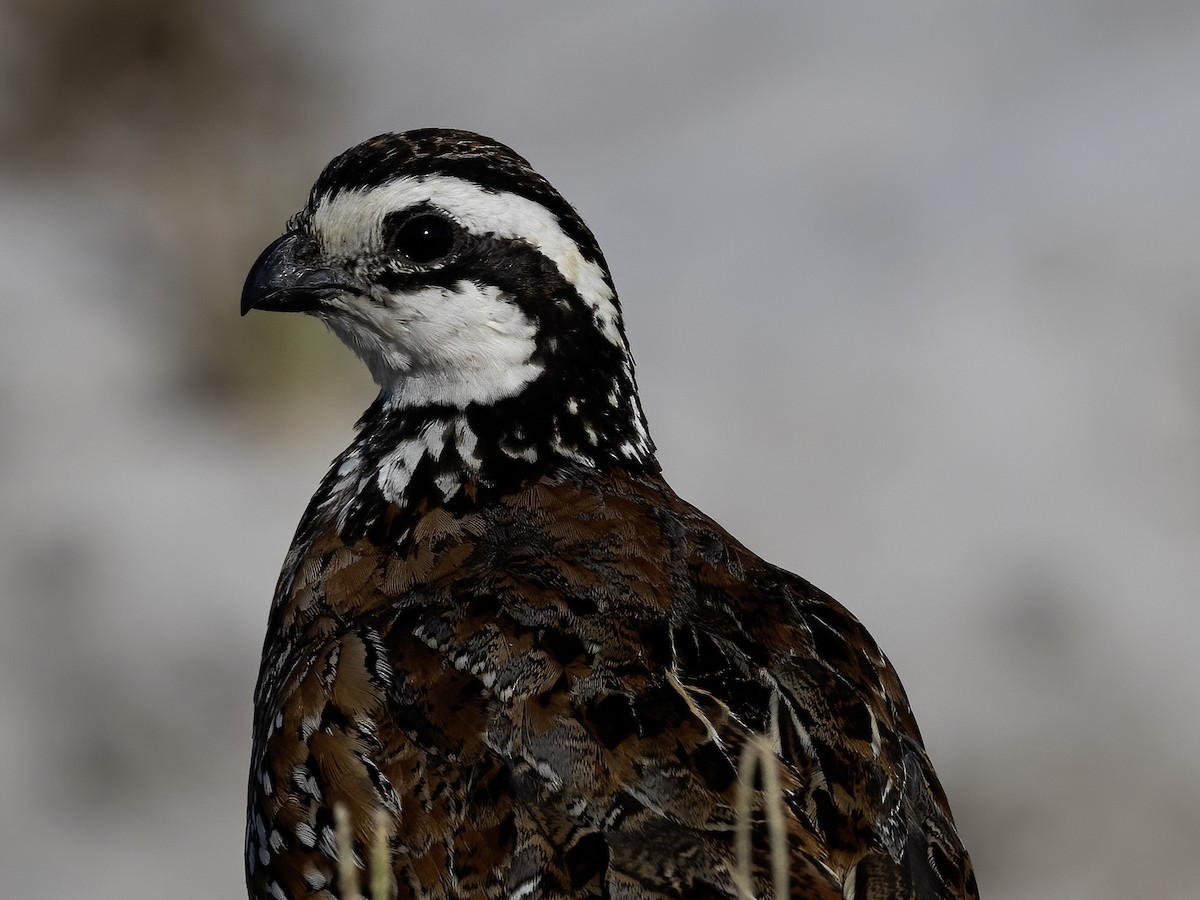 Northern Bobwhite (Eastern) - ML620116025