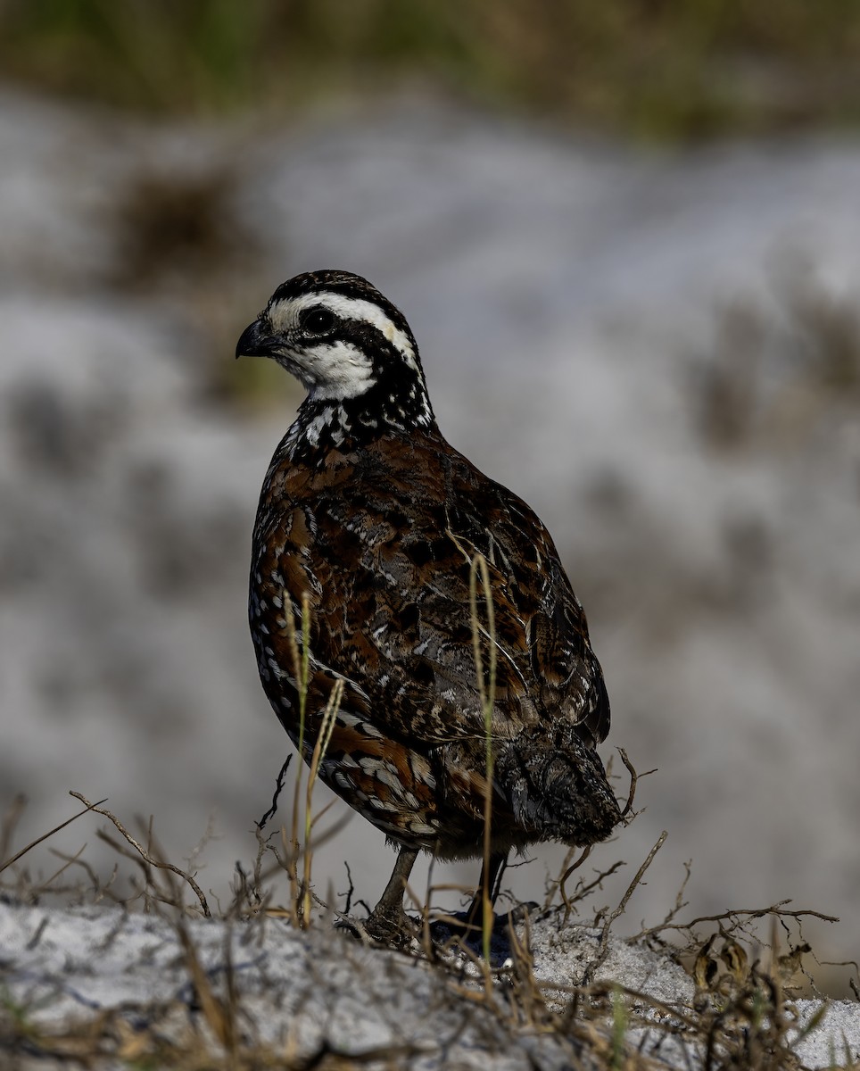 Northern Bobwhite (Eastern) - ML620116027