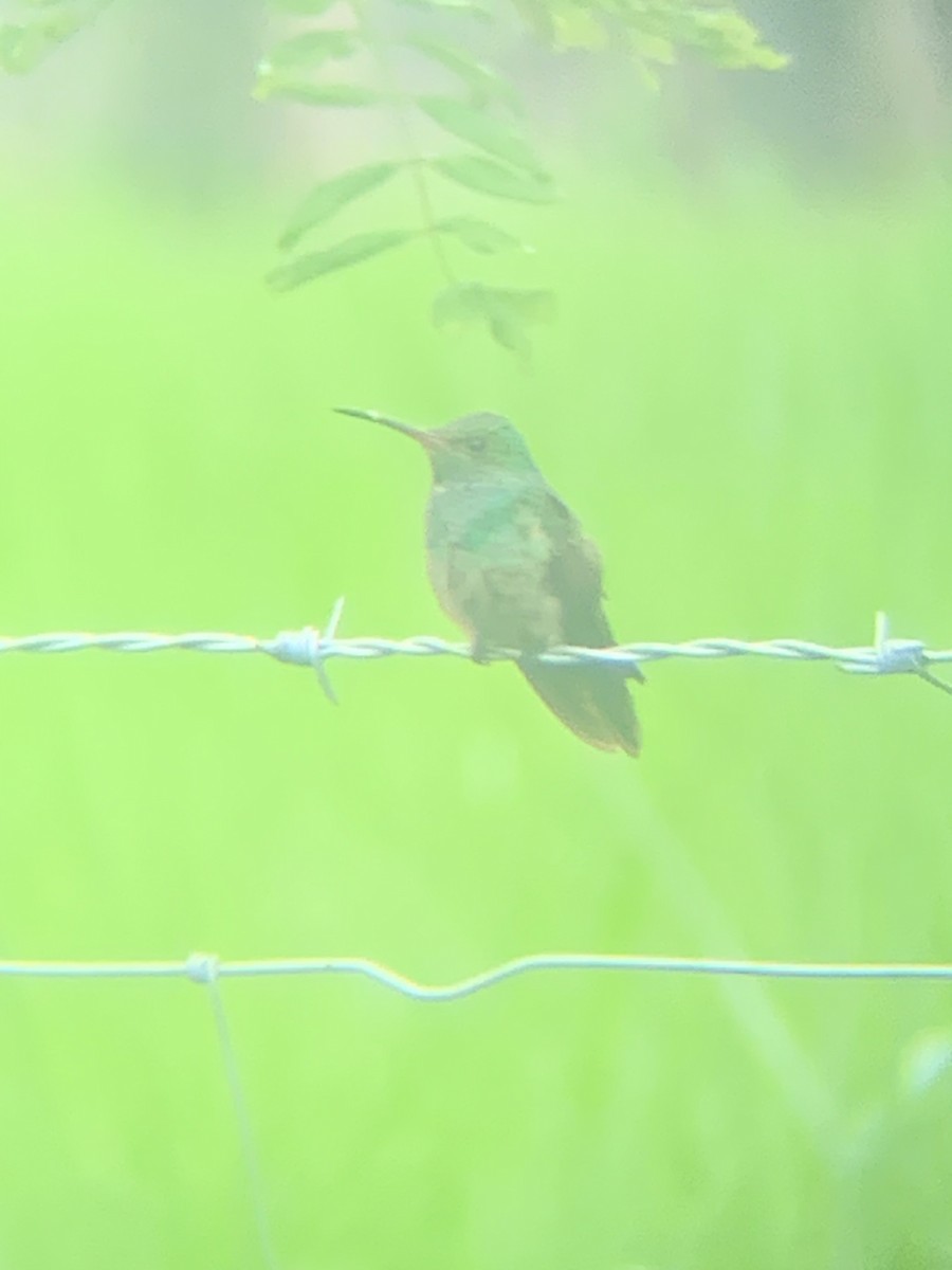 kolibřík modroprsý - ML620116035