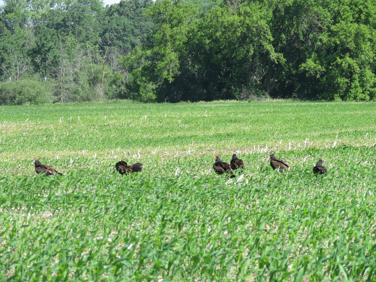 Turkey Vulture - ML620116038