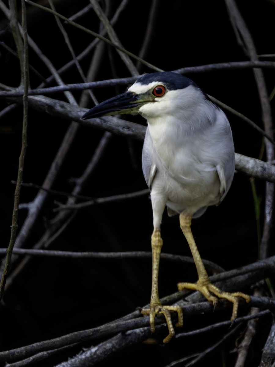 Black-crowned Night Heron - ML620116039