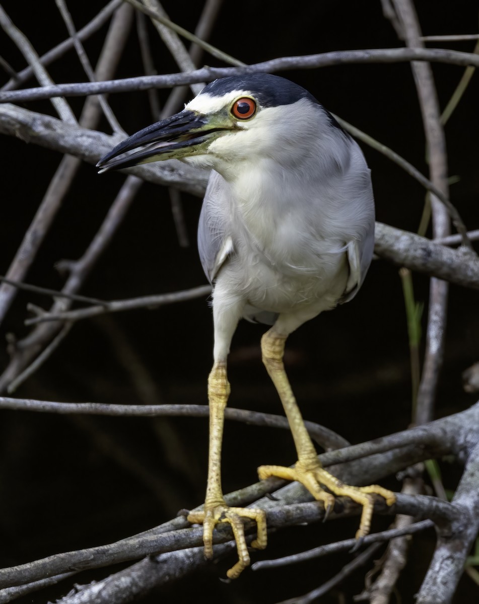 Black-crowned Night Heron - ML620116040