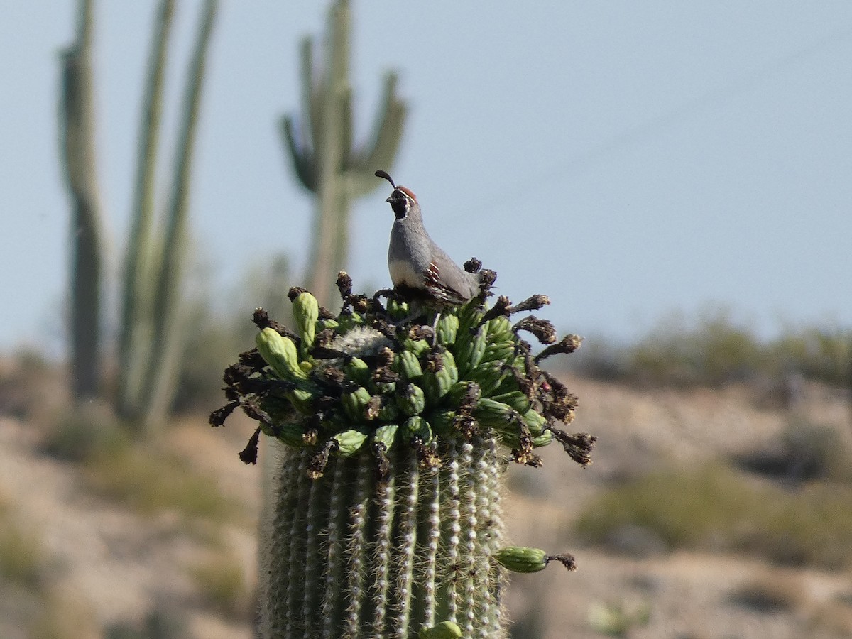 Gambel's Quail - ML620116041