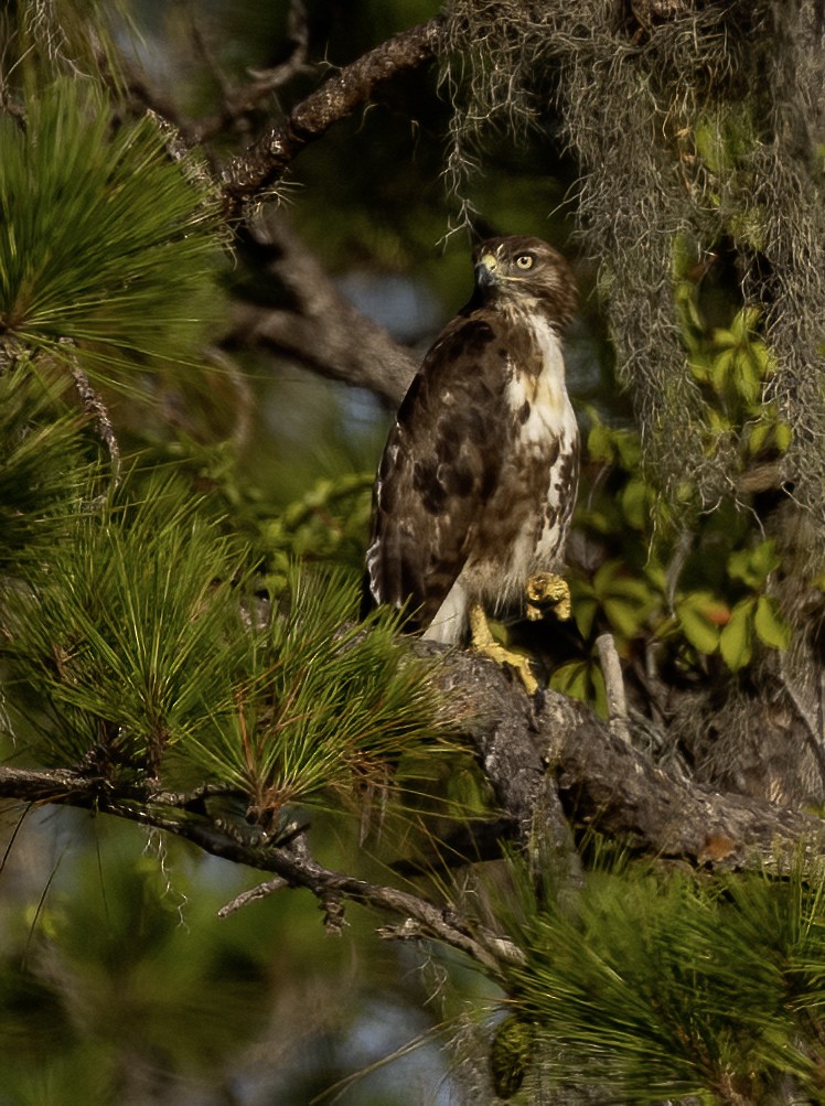 Red-tailed Hawk - Lynette Spence