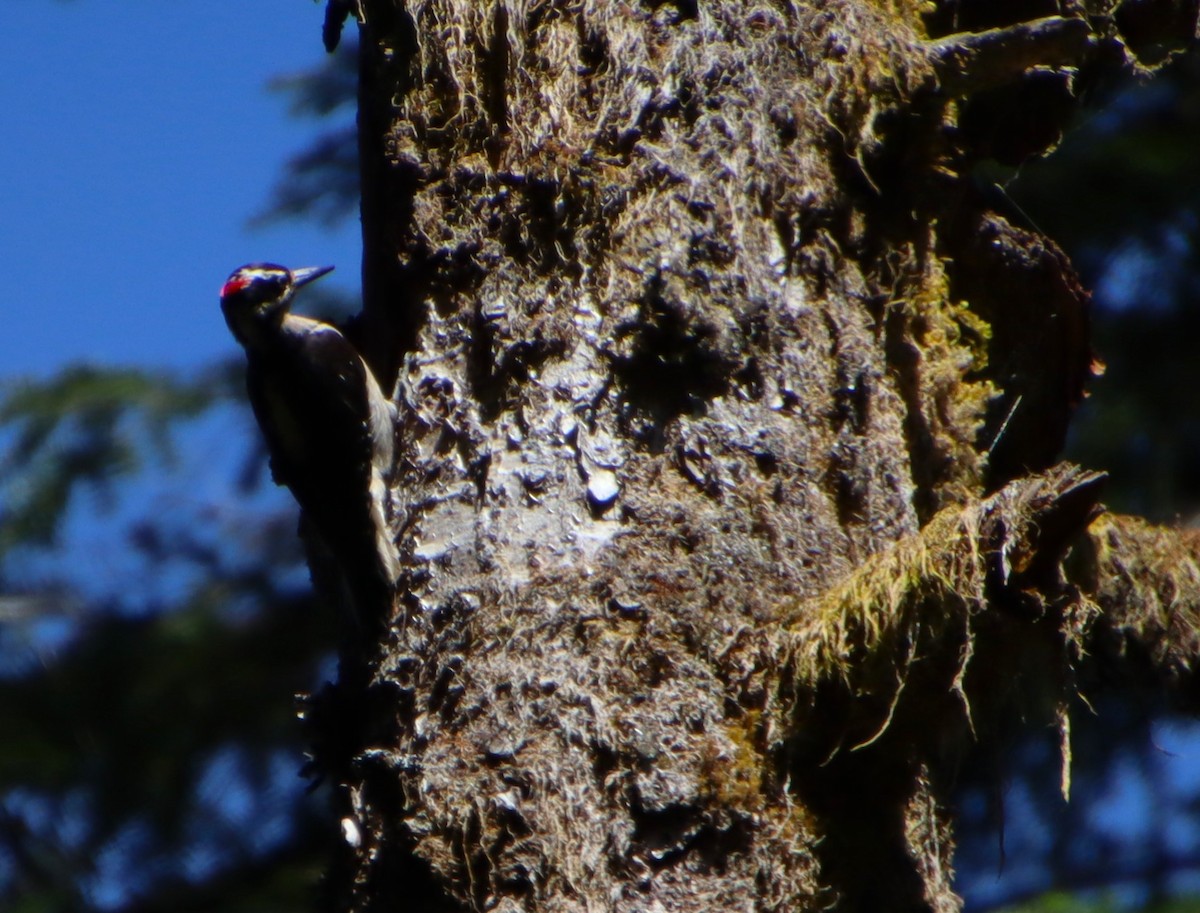 Hairy Woodpecker (Pacific) - ML620116054