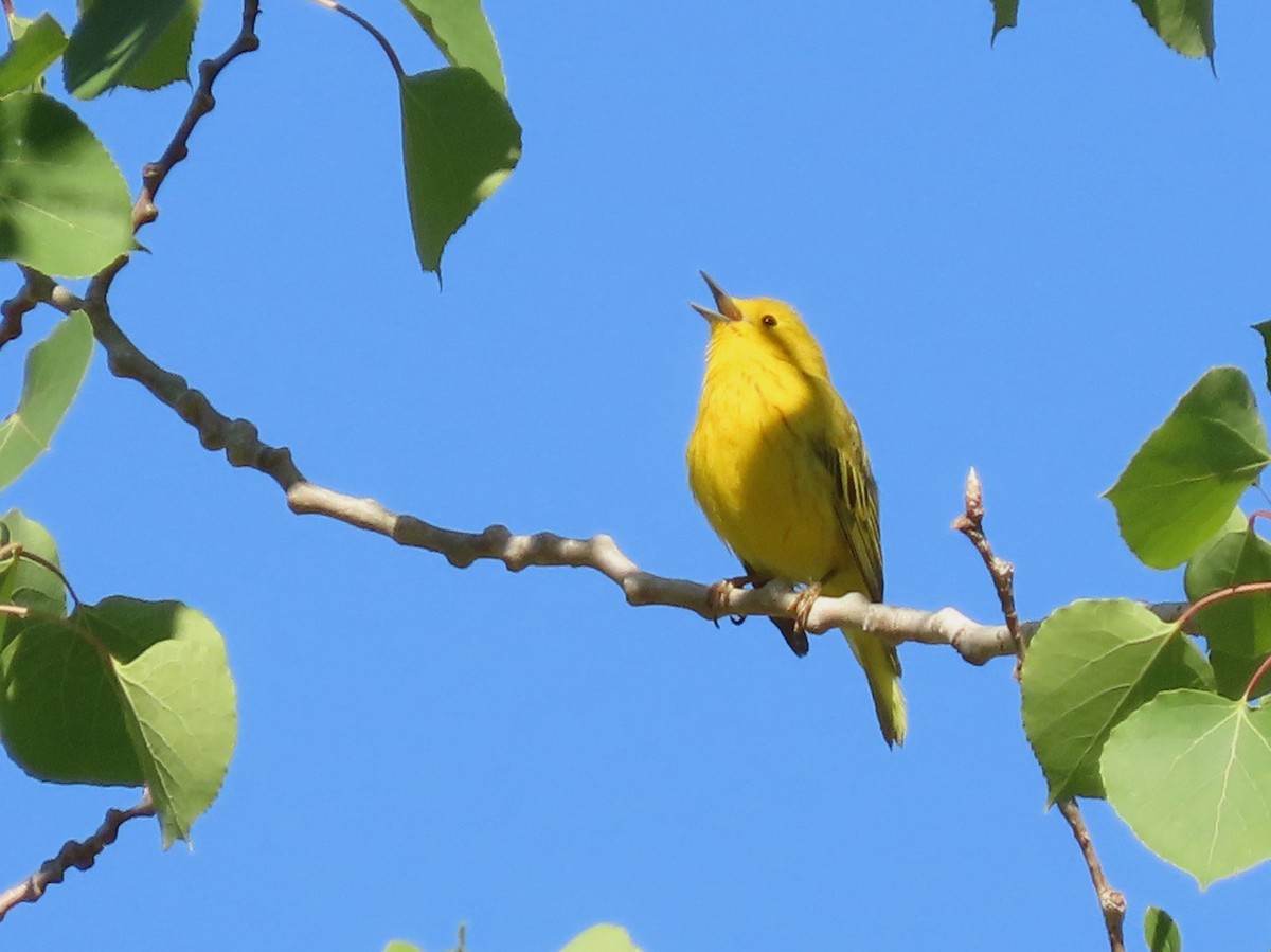 Yellow Warbler - ML620116064