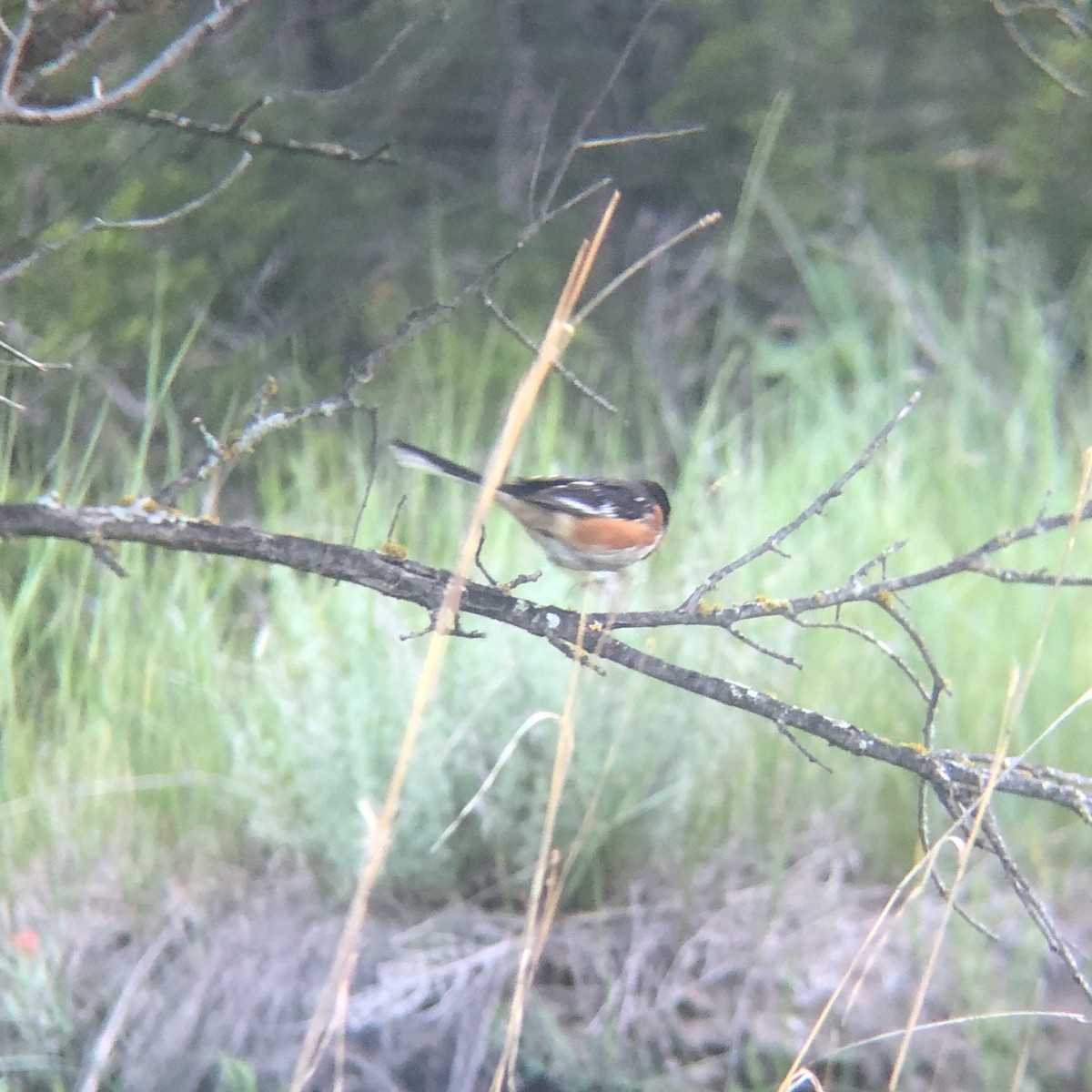 Spotted x Eastern Towhee (hybrid) - ML620116070