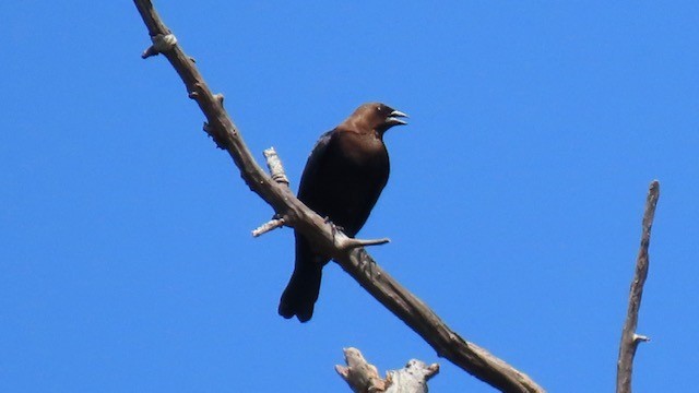Brown-headed Cowbird - ML620116072