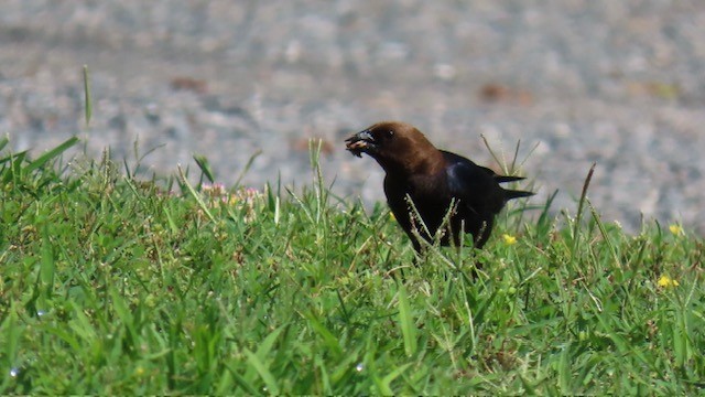 Vacher à tête brune - ML620116073