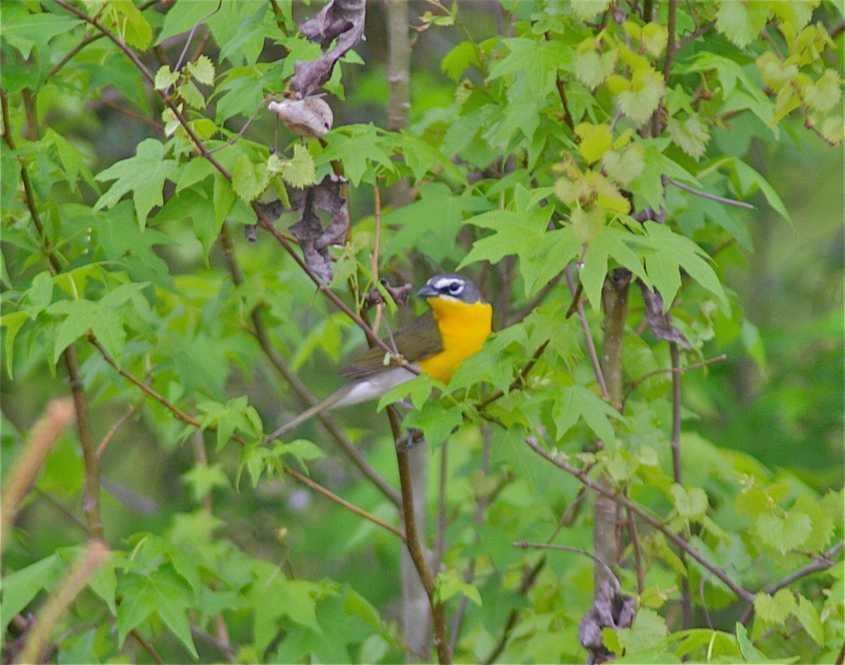Yellow-breasted Chat - ML620116074