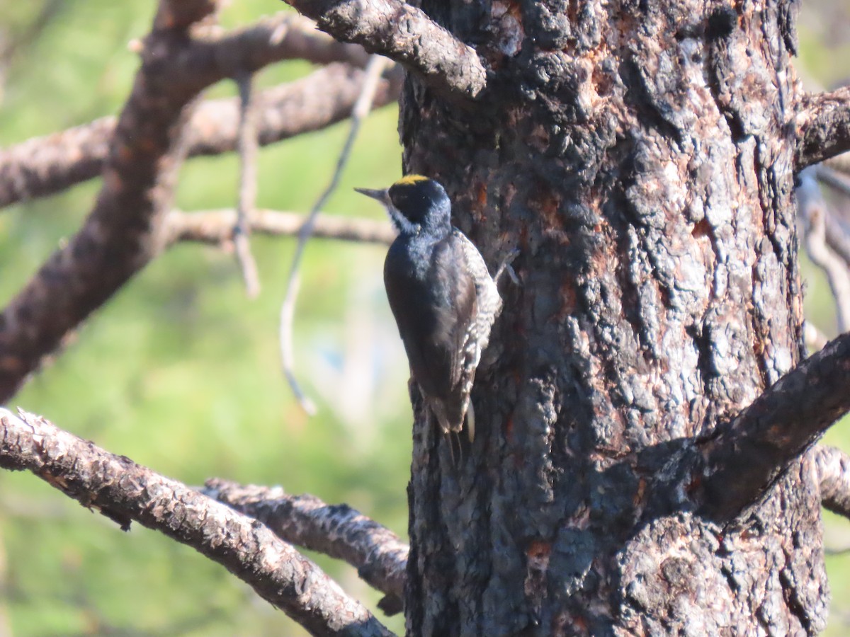 Black-backed Woodpecker - ML620116084