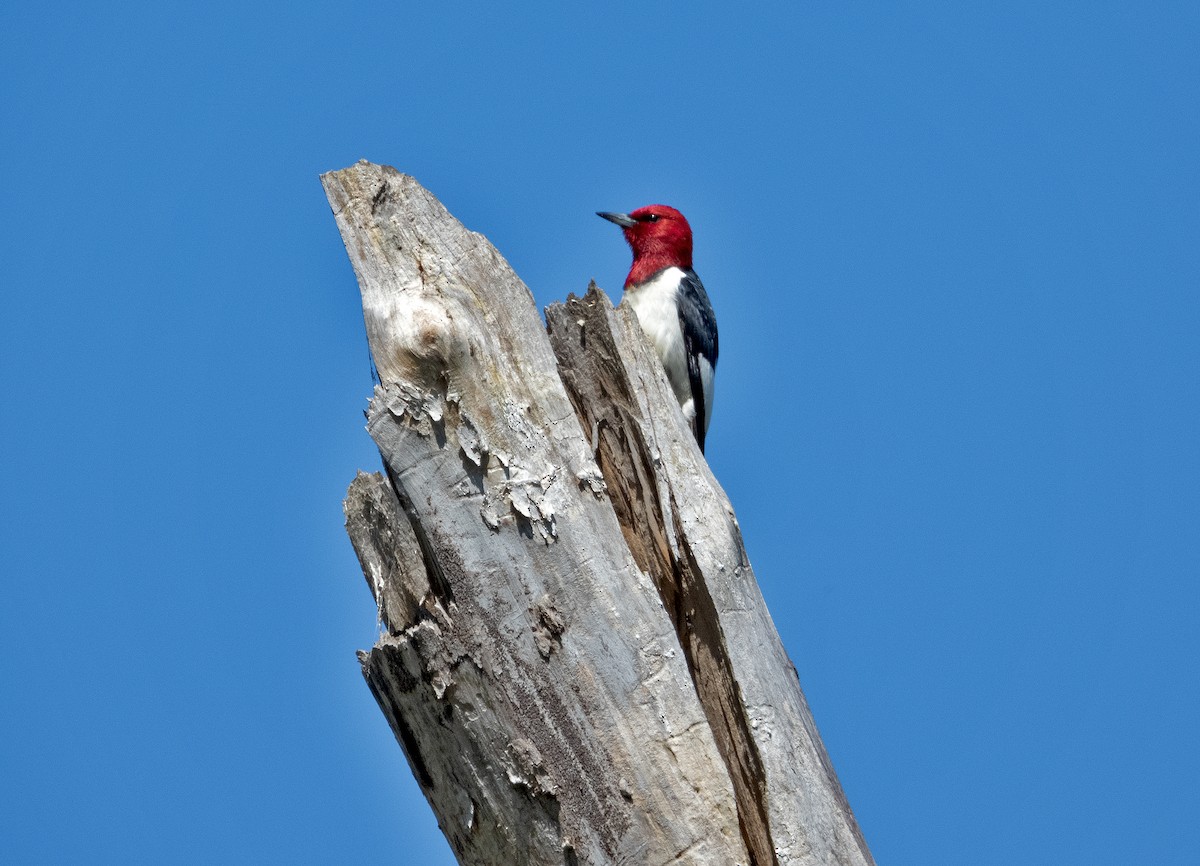 Red-headed Woodpecker - ML620116085
