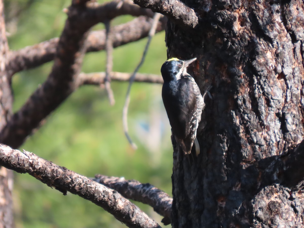 Black-backed Woodpecker - ML620116089