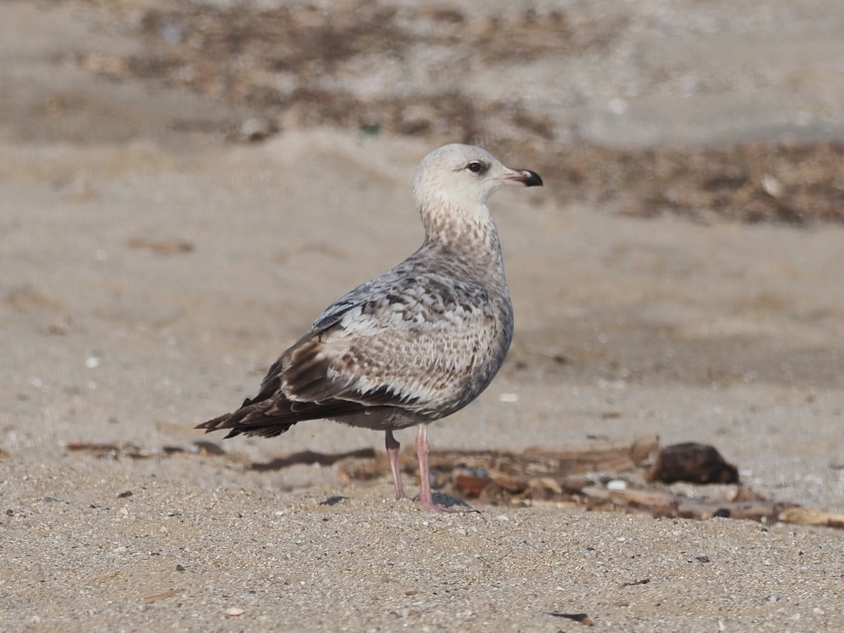 Gaviota Argéntea - ML620116090