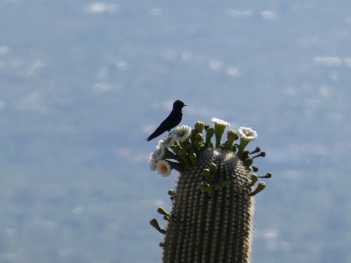 Purple Martin - ML620116095