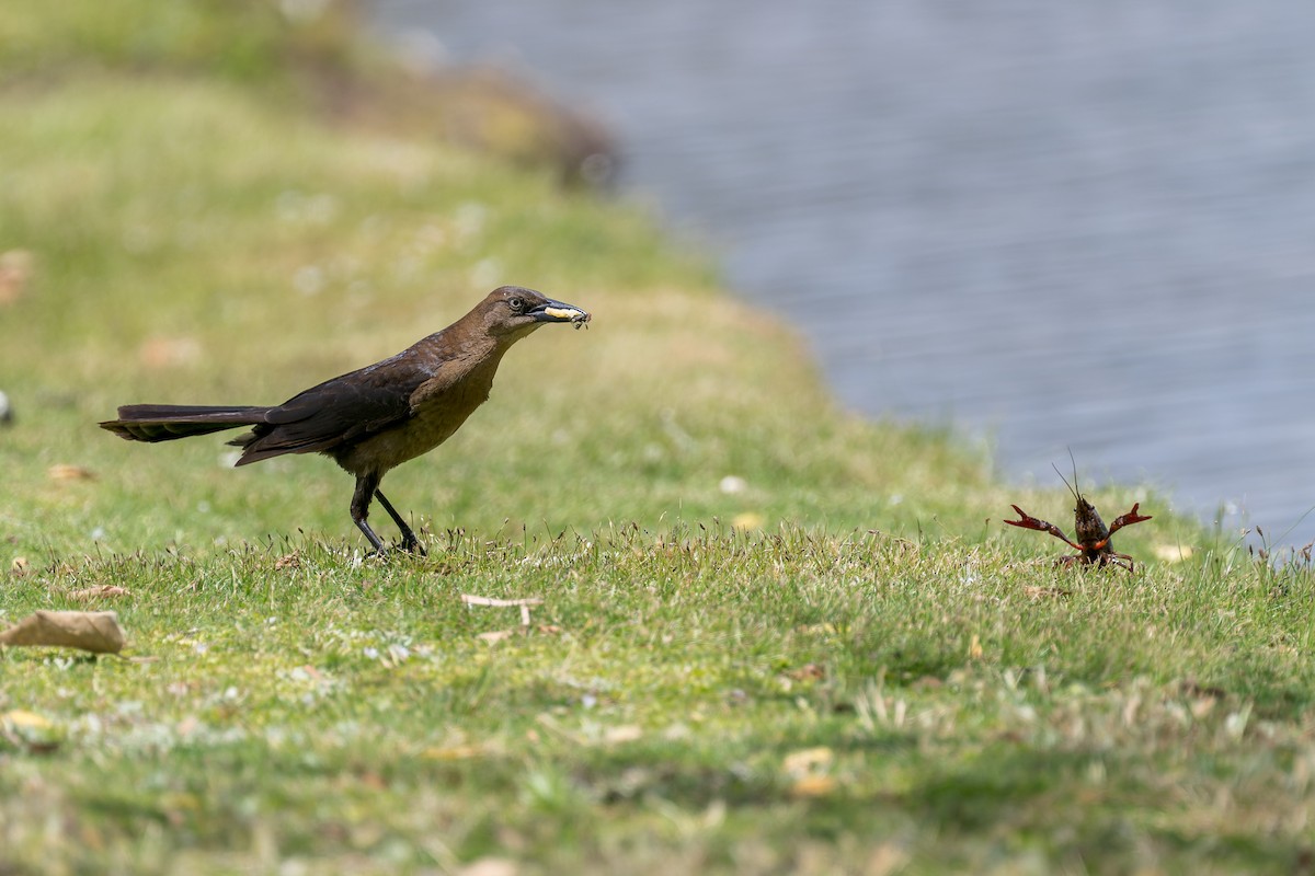 Great-tailed Grackle - ML620116098
