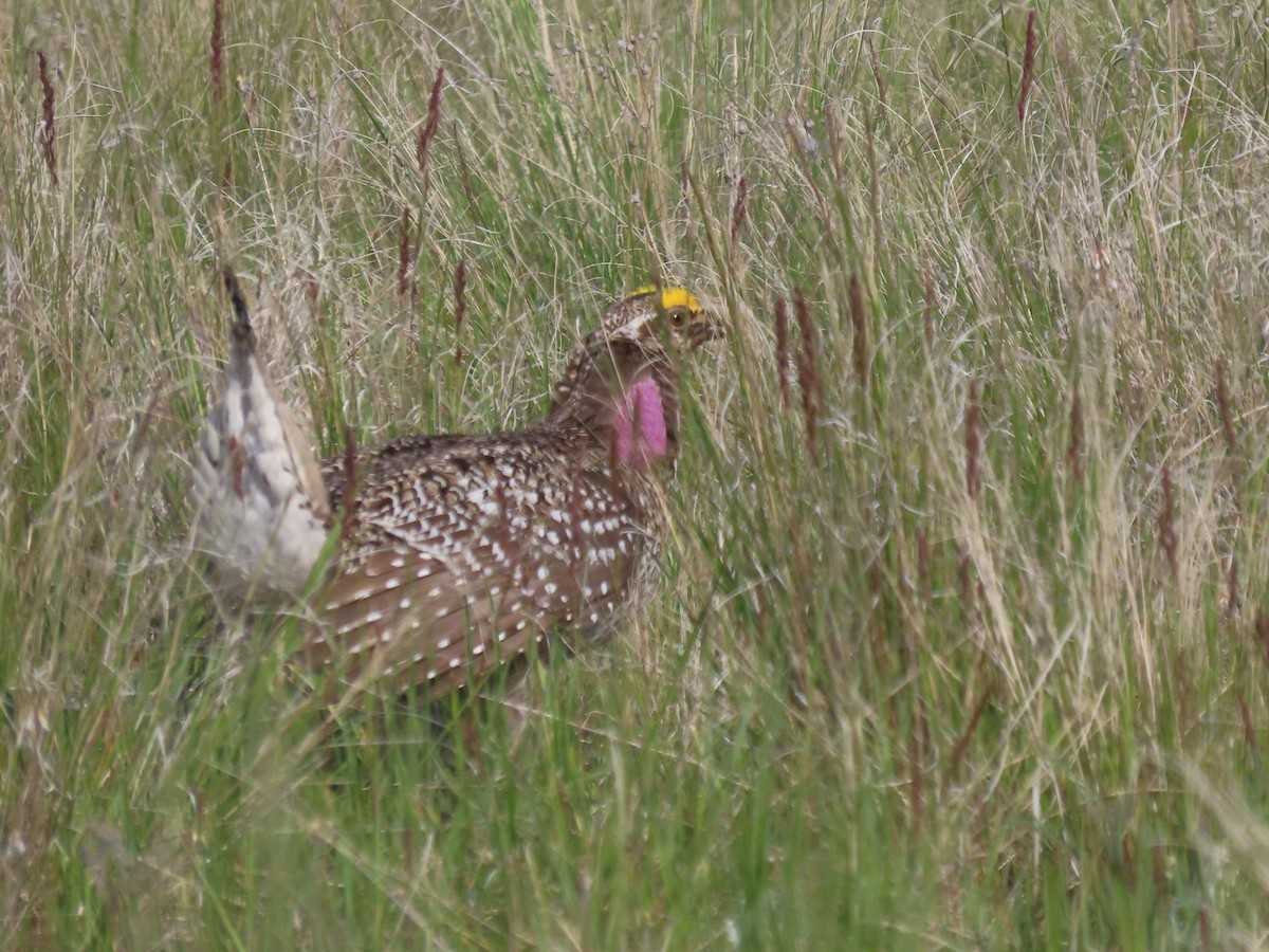 Sharp-tailed Grouse - ML620116110