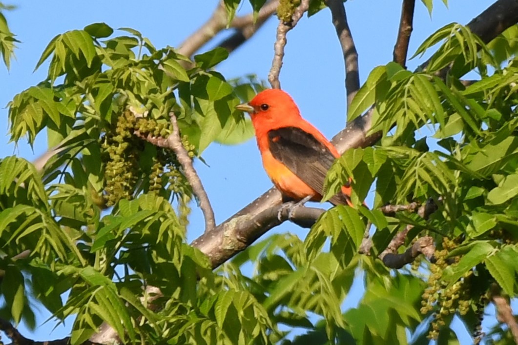 Scarlet Tanager - ML620116111