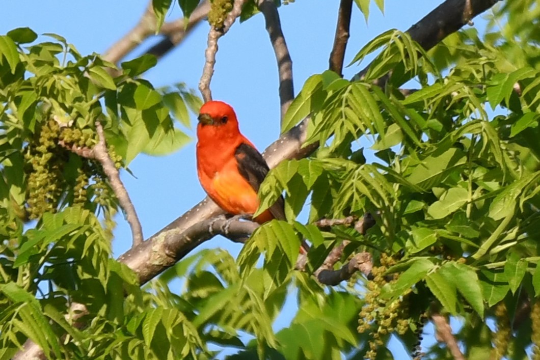 Scarlet Tanager - ML620116112