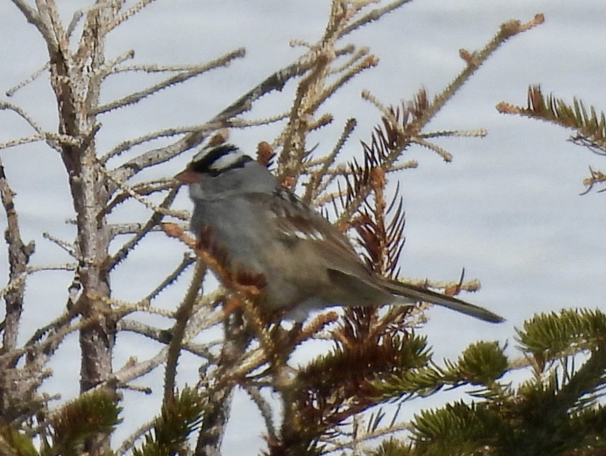 White-crowned Sparrow - ML620116117