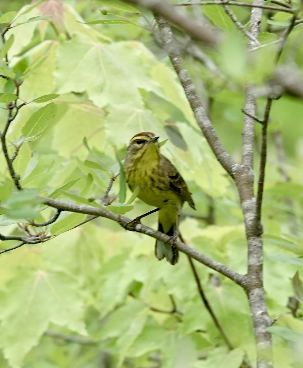 ヤシアメリカムシクイ - ML620116118