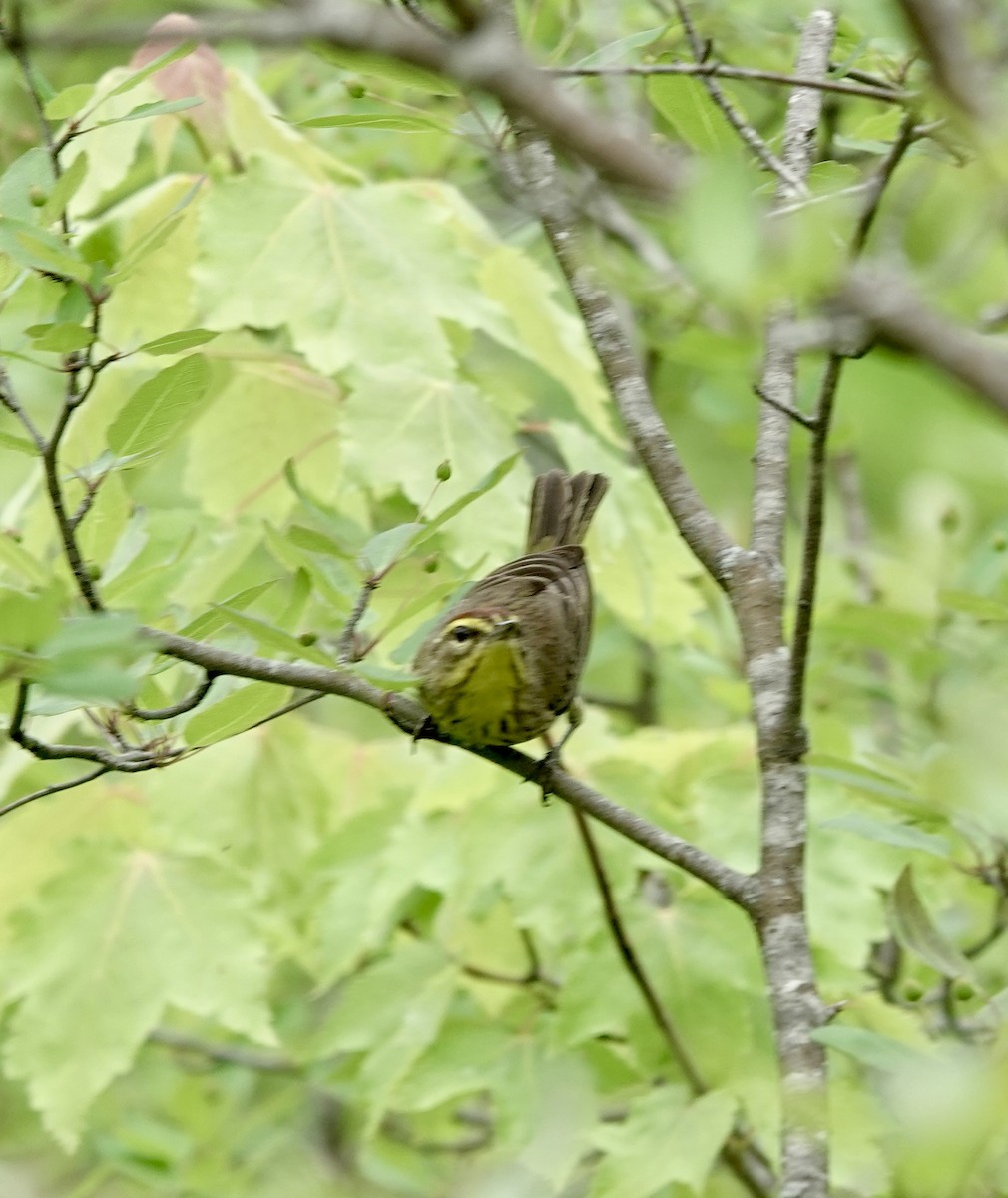 ヤシアメリカムシクイ - ML620116119