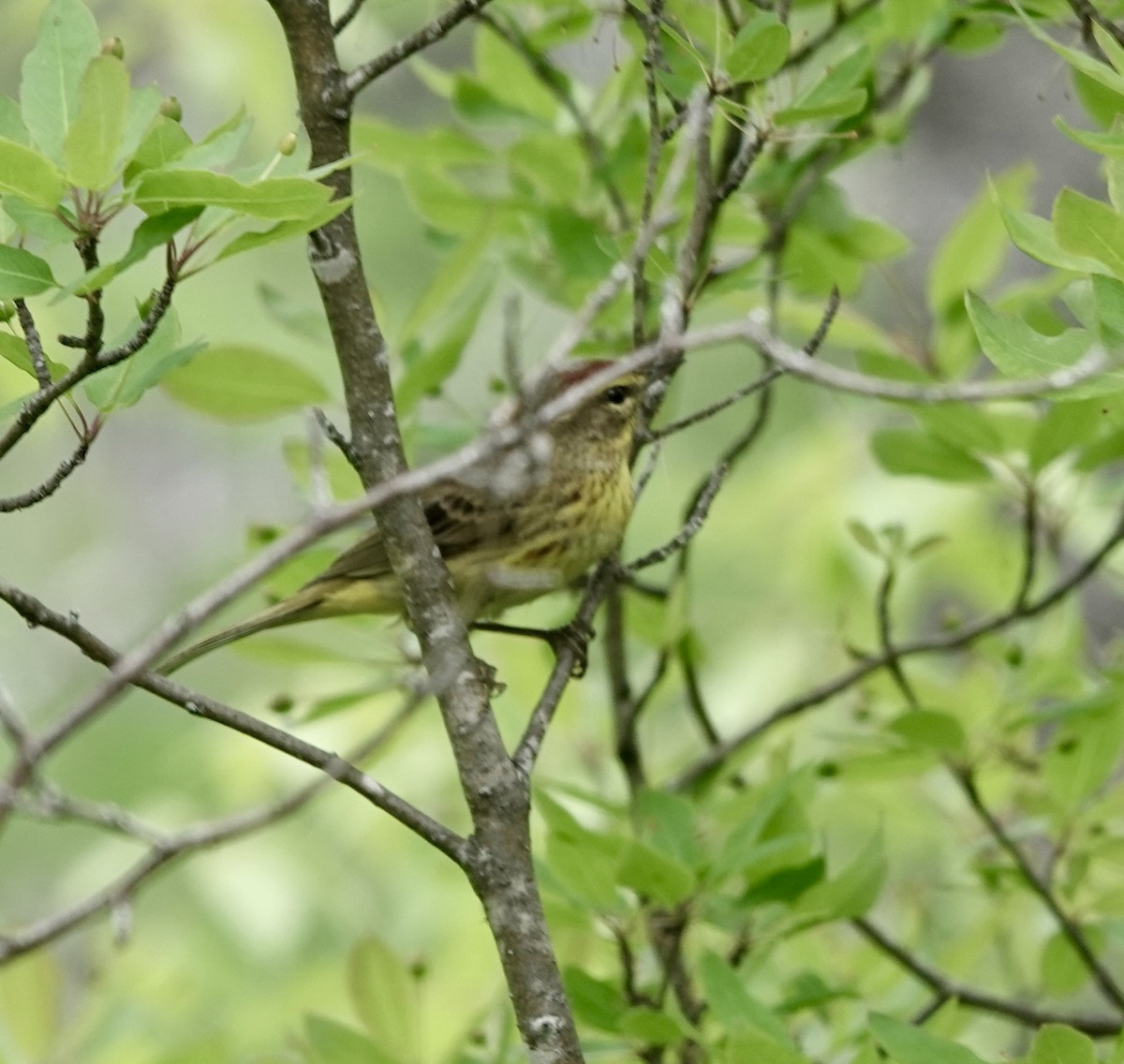 ヤシアメリカムシクイ - ML620116121